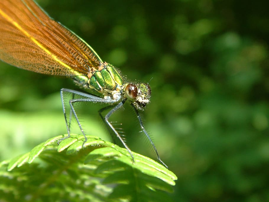 dragonfly, smile, insect, bug, eyes, green, nature, animal HD wallpaper
