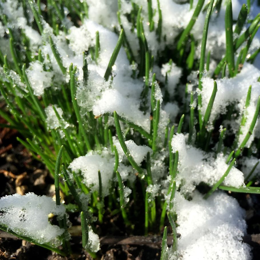 grass, snow, winter, spring, plant, white, green, season, growth HD wallpaper