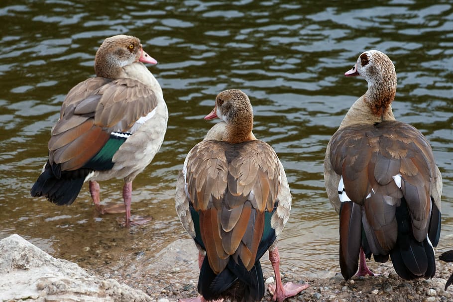 Wild, River, nilgans, widgans, bird, animal wildlife, animal themes HD wallpaper