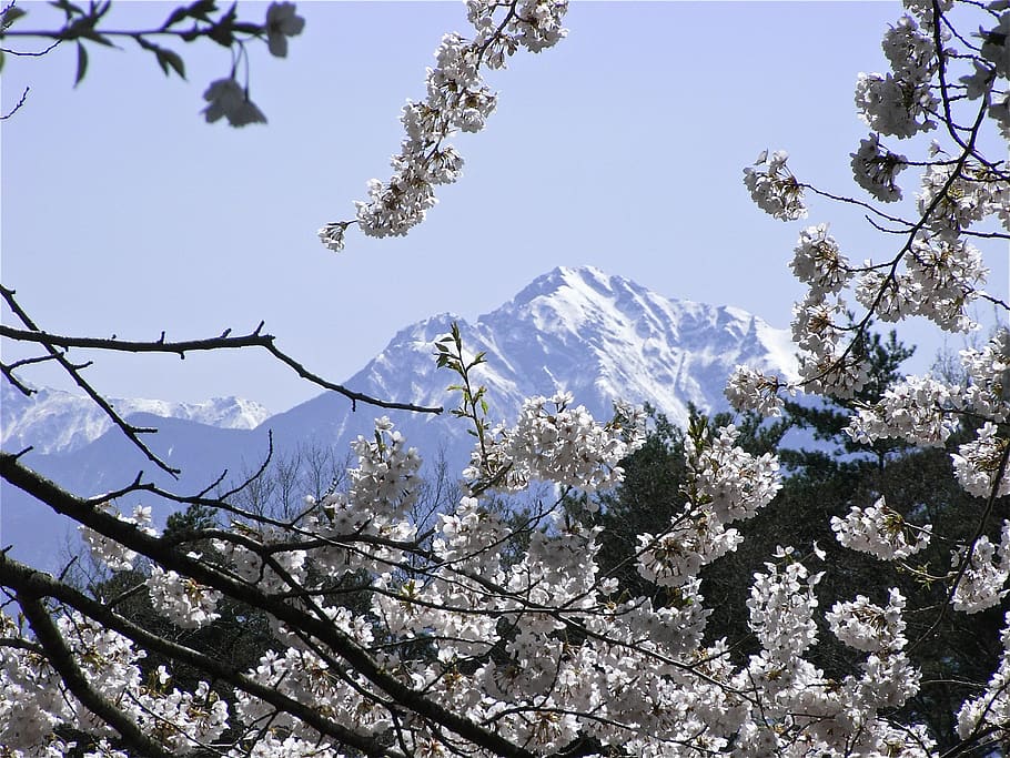 kaikomagatake, cherry blossoms, spring, tree, plant, beauty in nature HD wallpaper