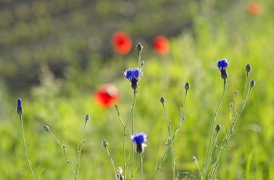 cornflowers, bluebottle, the beasts of the field, wild, meadow, HD wallpaper