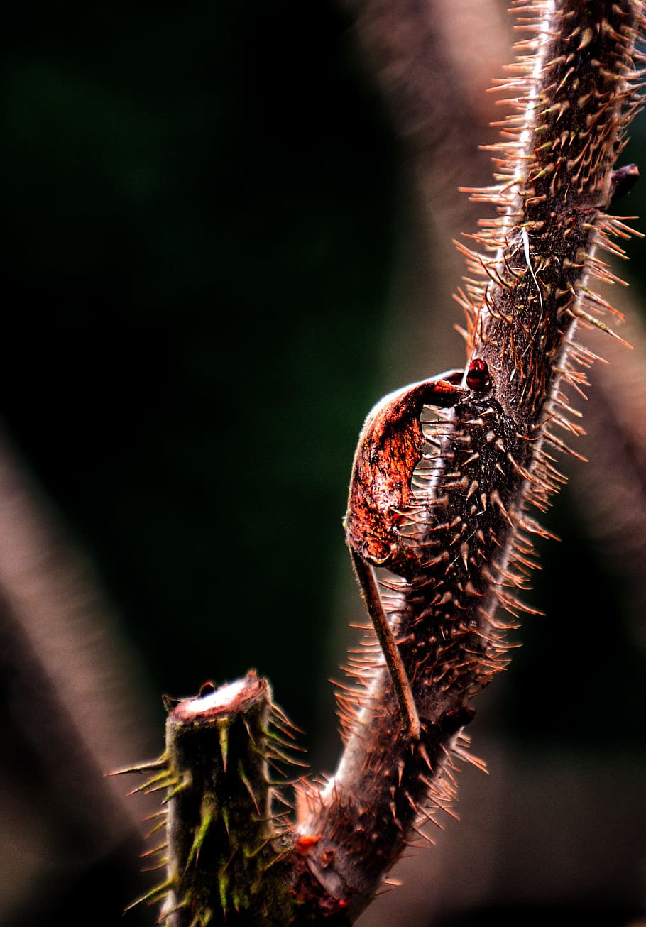 Leaf, Rosebush, Quills, Light, Fall, nature, macro, close-up HD wallpaper