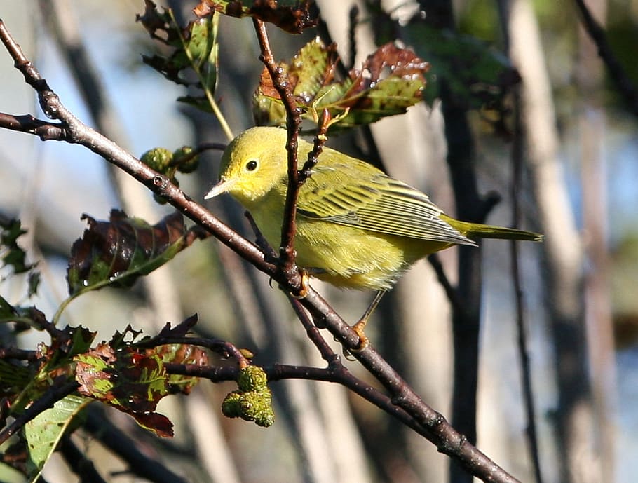 yellow warbler, bird, tree, branch, branches, close-up, macro HD wallpaper