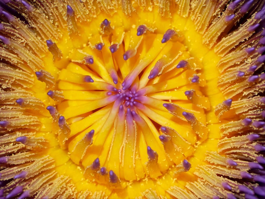 flower, bloom, yellow, grain, nature, flowering plant, beauty in nature HD wallpaper