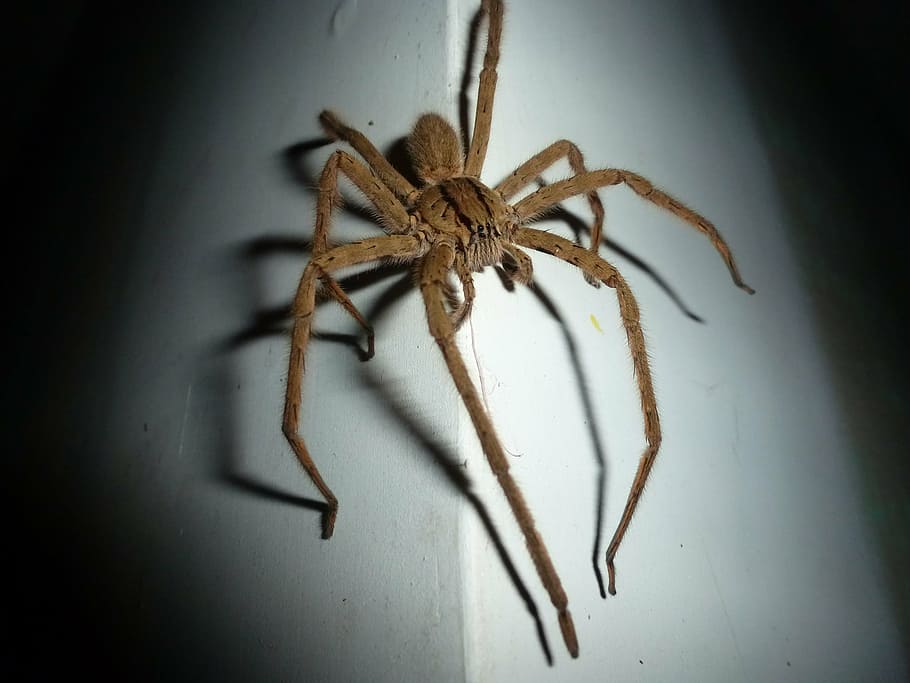 spider, wolf spider, insect, arachnid, night, darkness, beast HD wallpaper