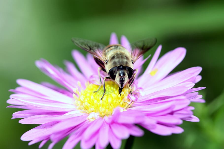 Flower, Insect, Bee, Stamen, Wings, petals, pink, botanics HD wallpaper