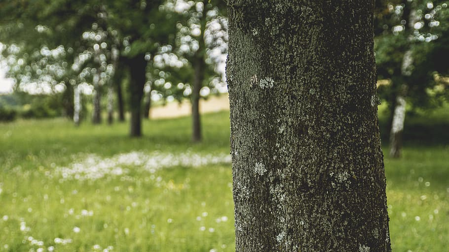 nature, forest, trees, grass, bark, blur, close-up, daylight HD wallpaper