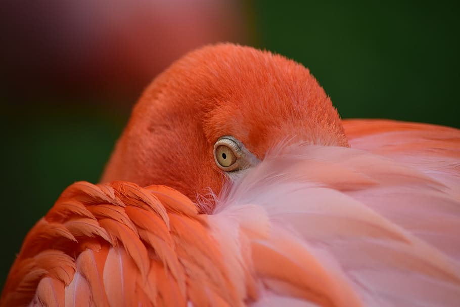 closeup photo of red bird, red bird shallow focus photography, HD wallpaper