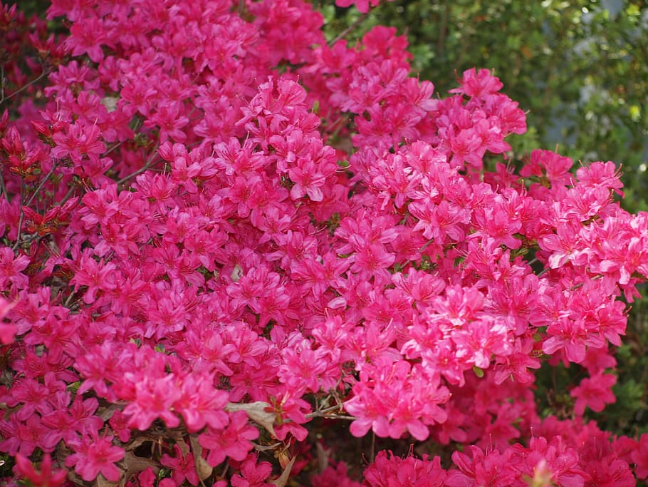 azalea, bush, spring, flower, garden, bloom, blossom, leaf HD wallpaper