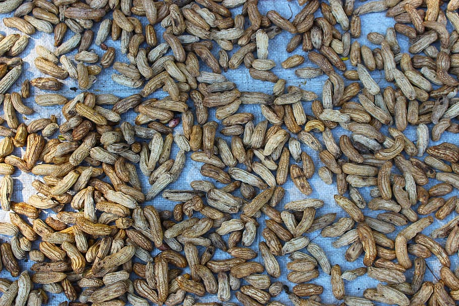 peanuts, shells, food, snack, healthy, nutshell, brown, ingredient HD wallpaper