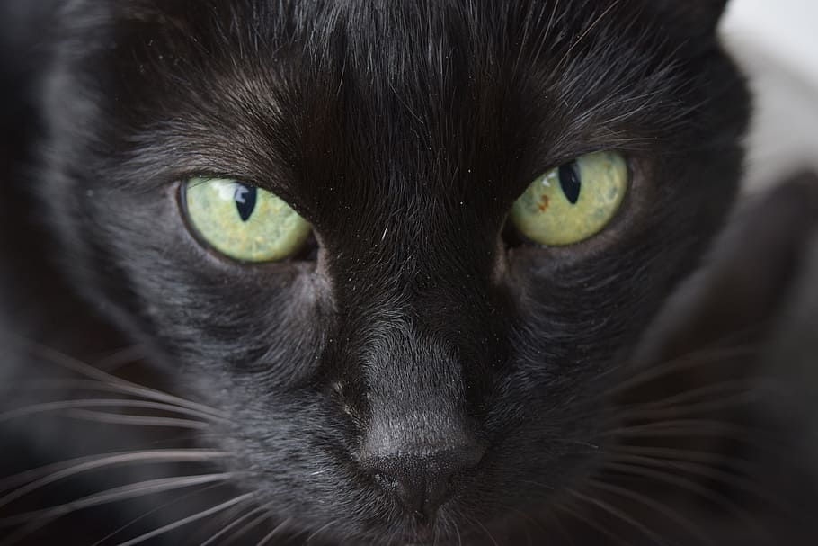 Cat, Eyes, Trust, domestic cat, looking at camera, portrait HD wallpaper