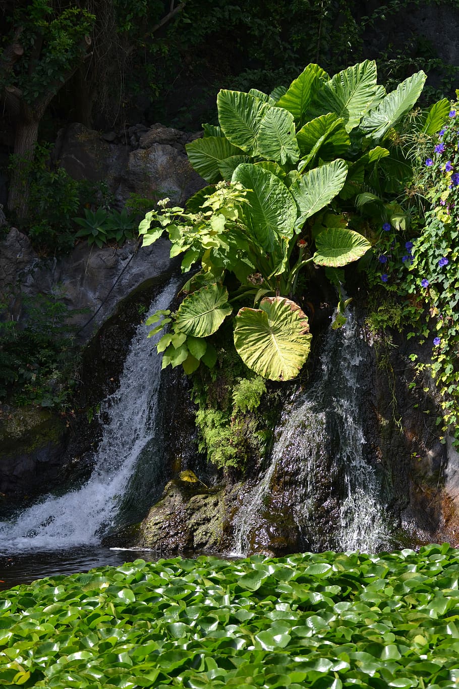 Waterfall, Nature, Landscape, Flow, jungle, green color, freshness HD wallpaper