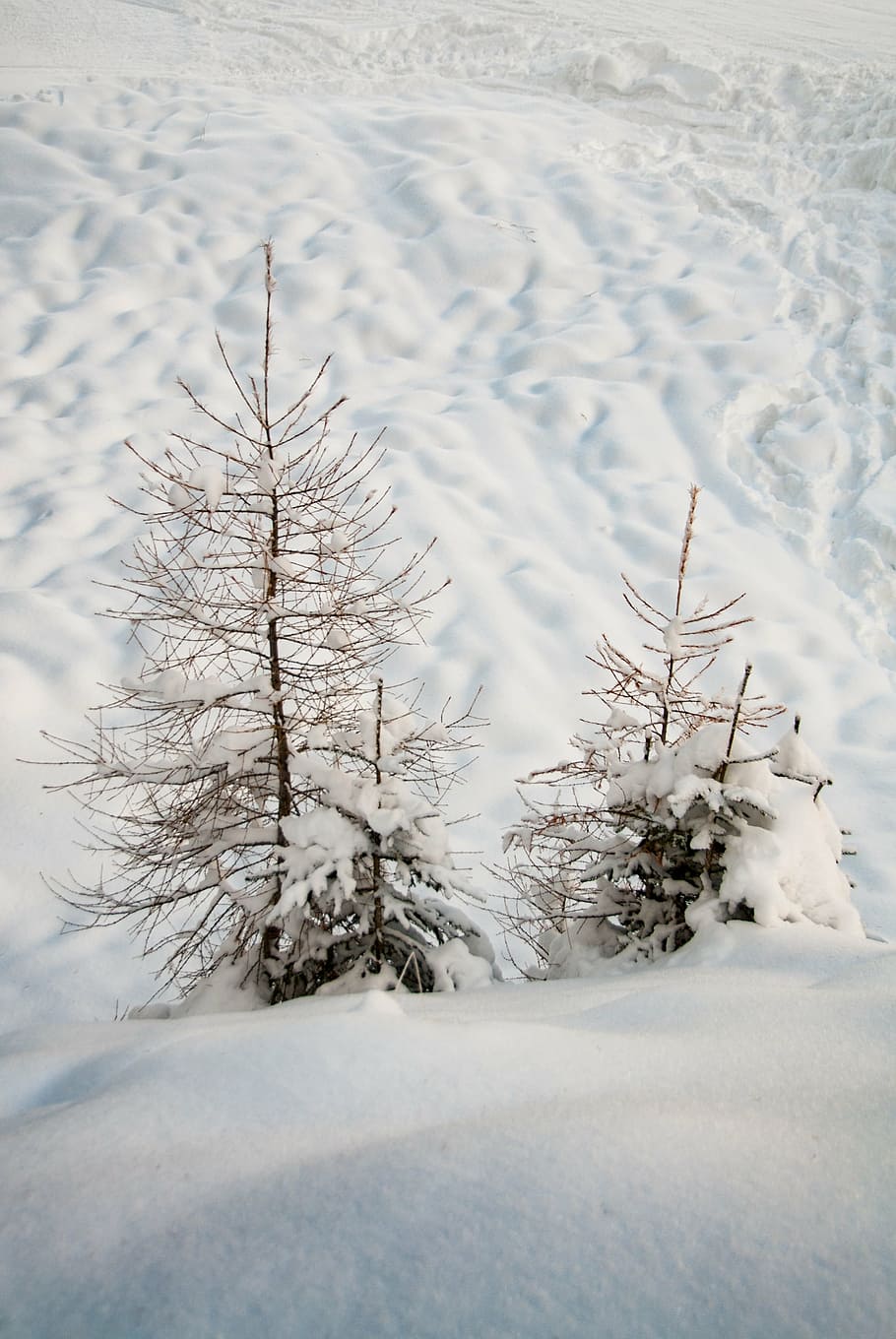 snow, nature, wintry, trees, winter, white, cold temperature HD wallpaper