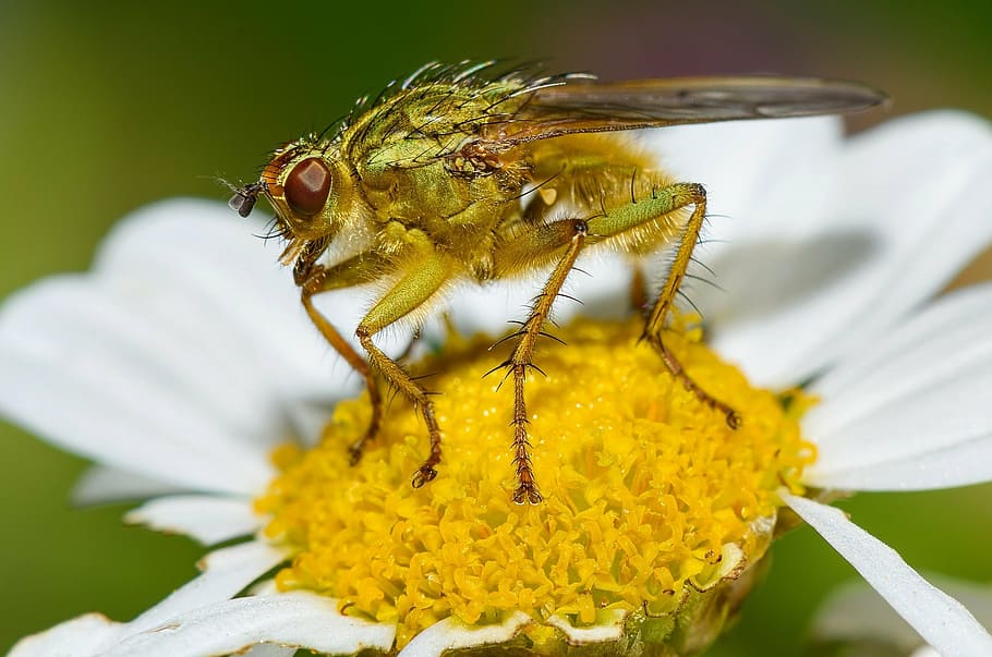 fly, macro, feeding, insect, wings, flower, daisy, pollen, bloom HD wallpaper