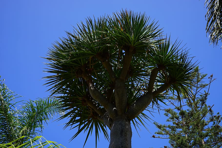 Tree, Canary Island Dragon Tree, dracaena draco, log, tribe, palm tree