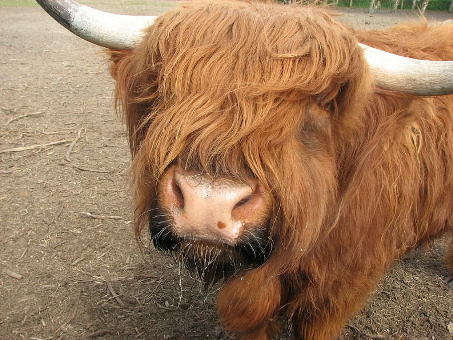 cow, ox, cattle, farm, animals, horn, horned, agriculture, mammal HD wallpaper