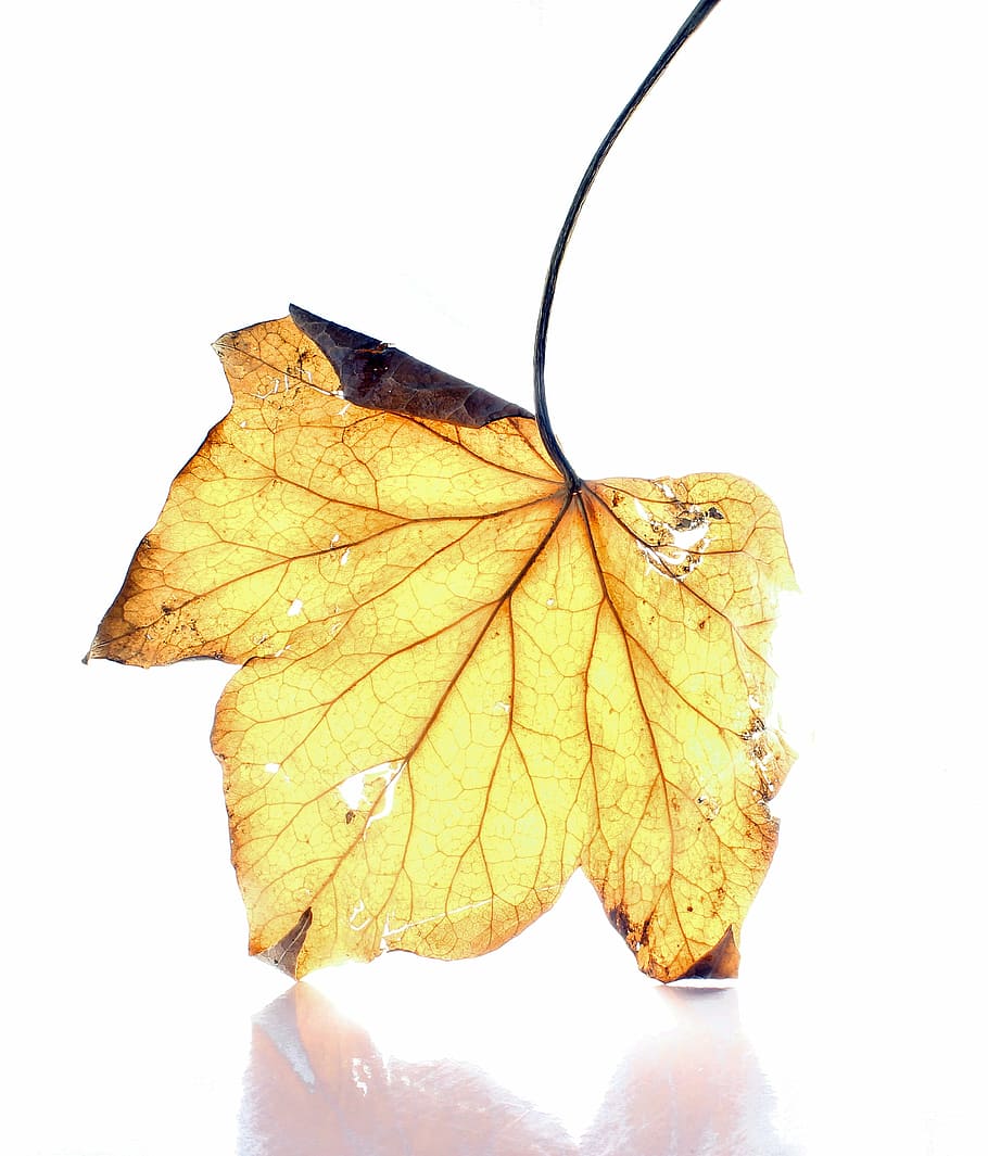 dead leaf, white background, light, lights, winter leaf, fall HD wallpaper