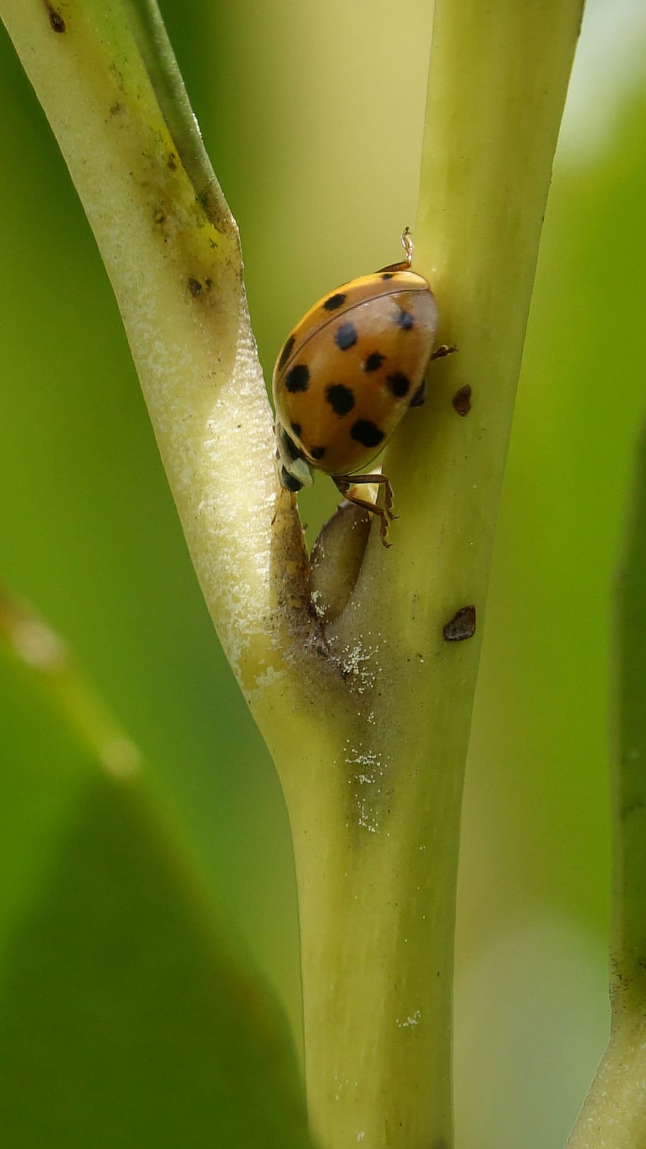insect, nature, ladybug, leaf, invertebrate, one animal, animals in the wild HD wallpaper