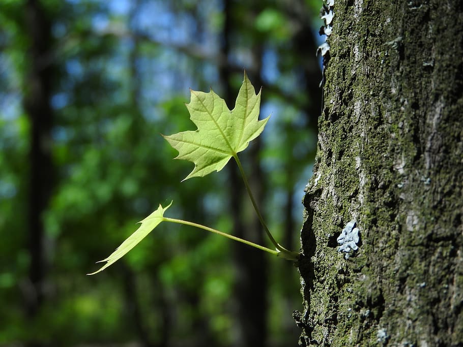 tree, wood, nature, plant, tree trunk, growth, focus on foreground HD wallpaper