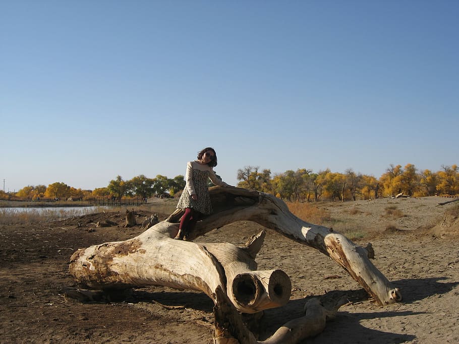 gobi, populus, ejina, clear sky, one person, nature, land, sunlight HD wallpaper