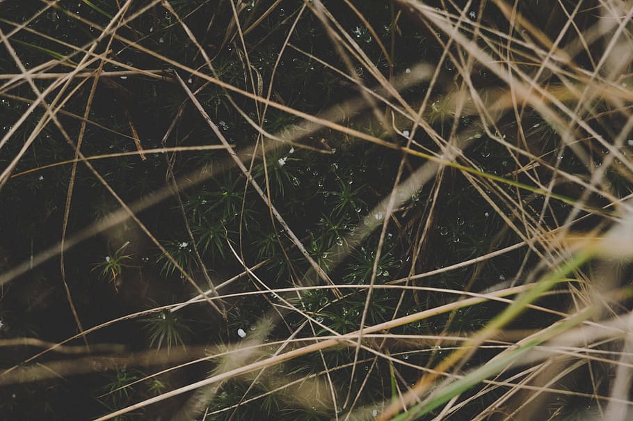 Shallow Focus Photo of Plants, blur, close-up, dark, environment HD wallpaper