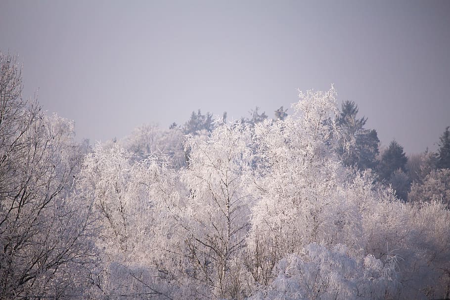 trees, frost, winter, cold, white, wintry, nature, hoarfrost HD wallpaper