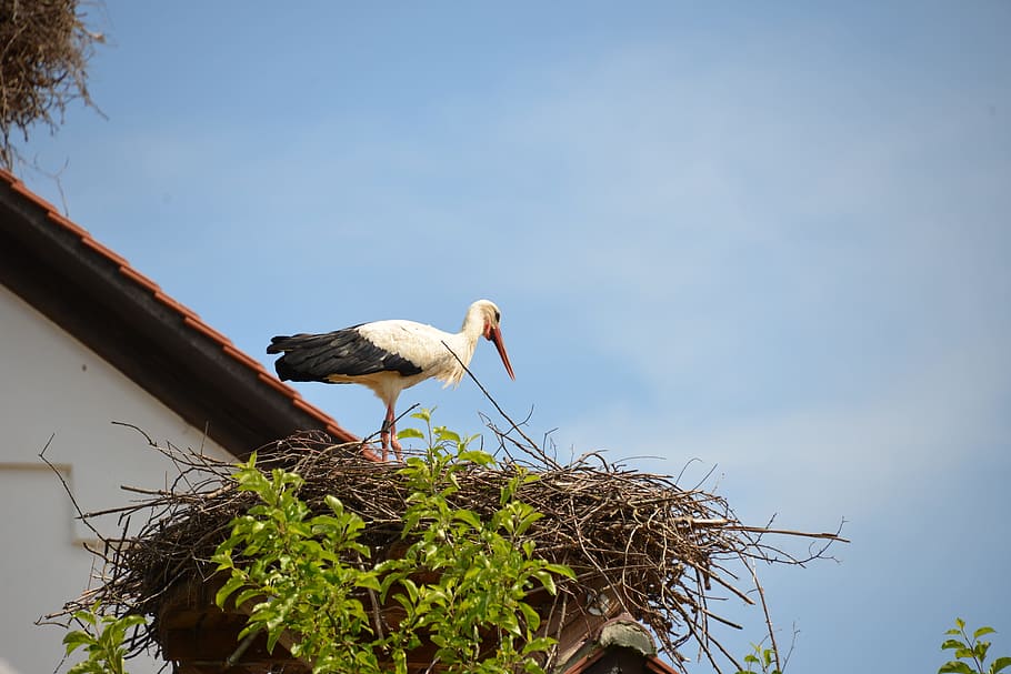 White Stork, Nest, storchennest, bird, animal, rattle stork, HD wallpaper