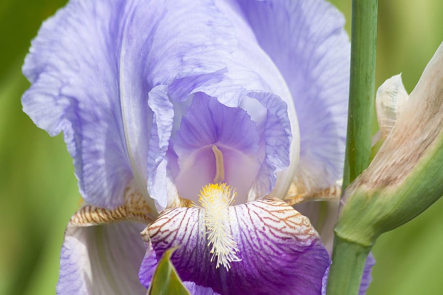 iris, iris pseudacorus, violet, light blue, plant, schwertliliengewaechs HD wallpaper