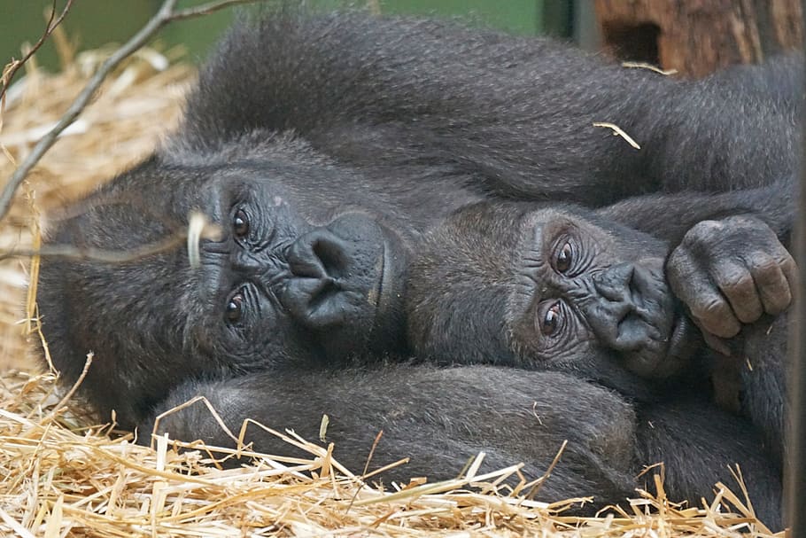 two primates lying down, animals, apes, gorilla, close, animal themes HD wallpaper