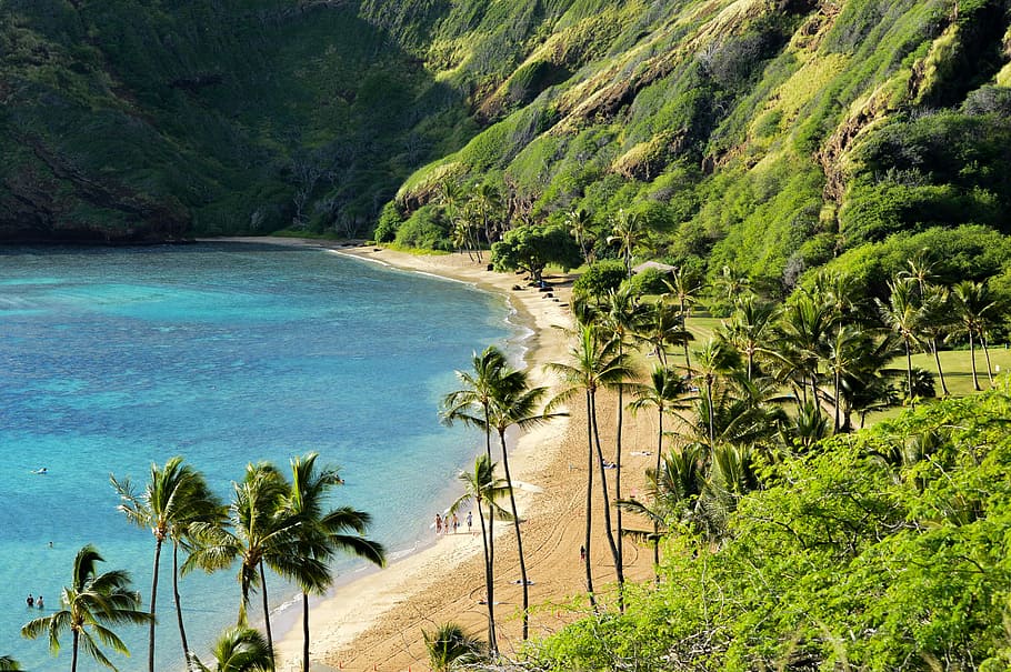 Elysium, mountain covered trees near sea, beach, shore, coast HD wallpaper