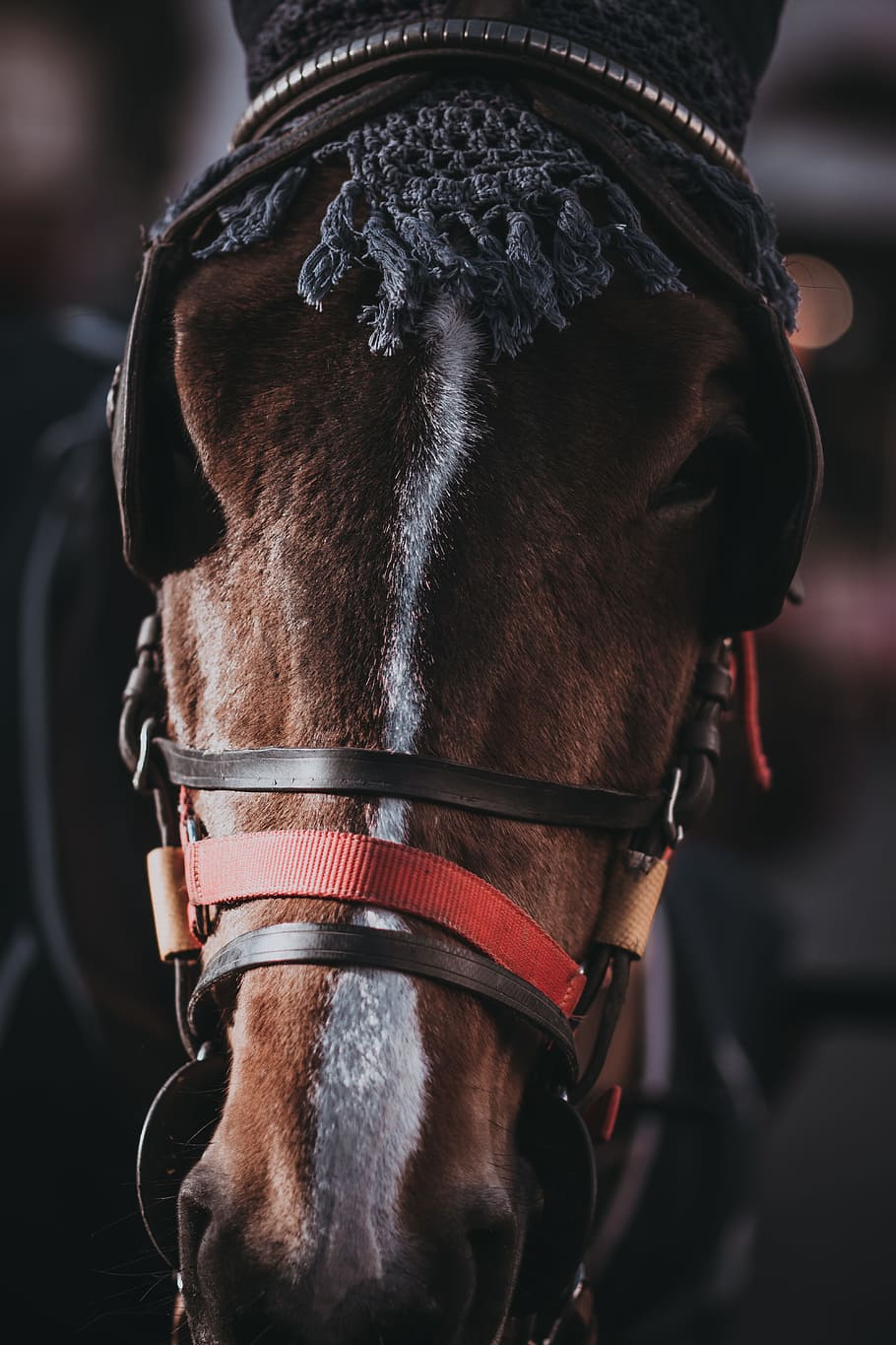 HD wallpaper: close-up photo of brown and white horse, shallow focus  photography of horse's head | Wallpaper Flare