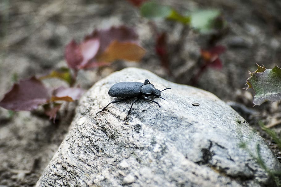 Bug, Beetle, Rock, Nature, Insect, animal, fly, wildlife, black HD wallpaper