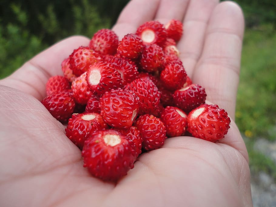 Red, Fruit, Sweet, Berry, Nature, Frisch, strawberries, wild strawberry HD wallpaper