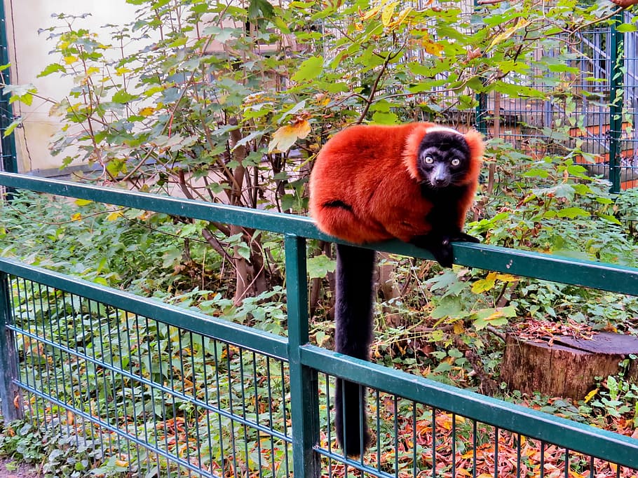animals, primates, red vari, lemur, zoo, animal themes, animal wildlife HD wallpaper