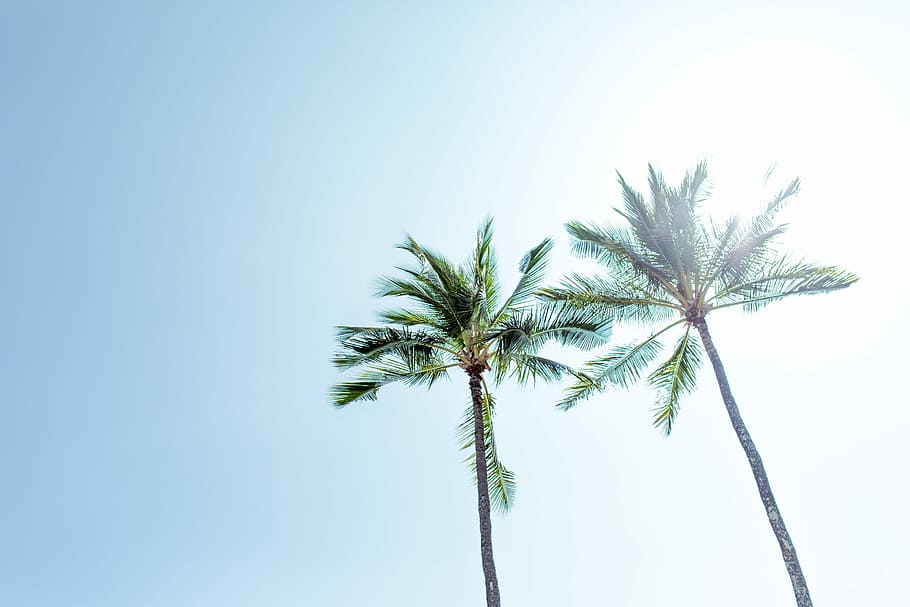 low angle photography two palm trees, low angle photo of palm tree HD wallpaper