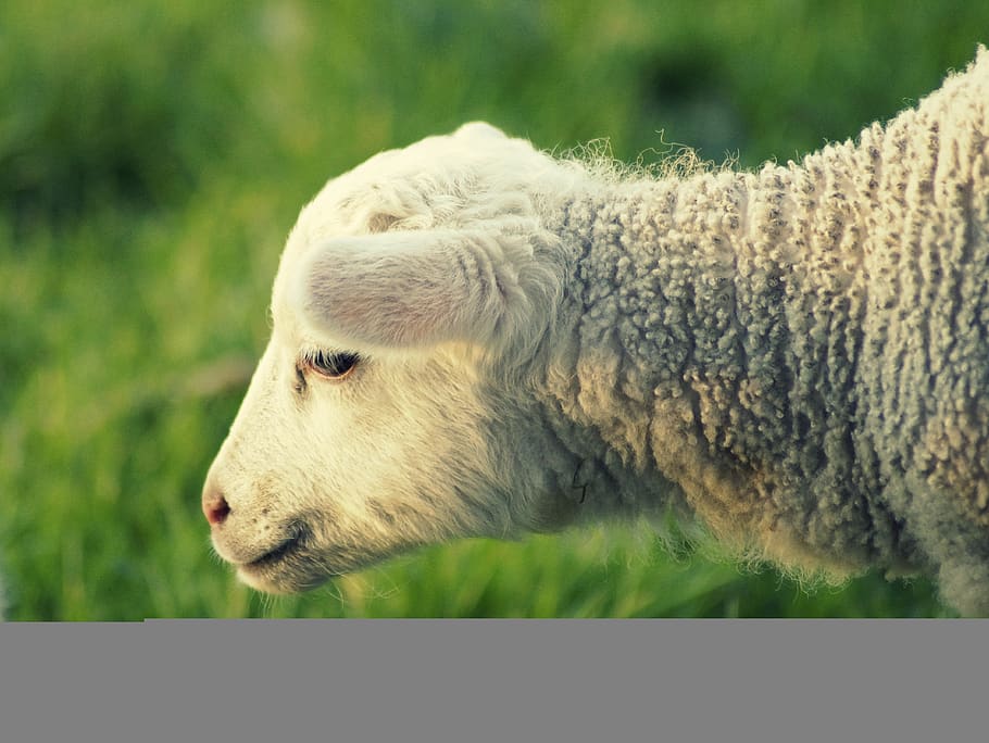 lamb, schäfchen, spring, sweet, cute, meadow, wool, young animal HD wallpaper