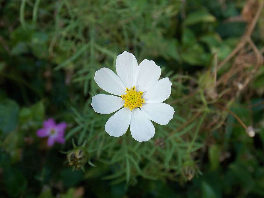flower, summer, spring, nature, flowers, plant, petal, bud HD wallpaper