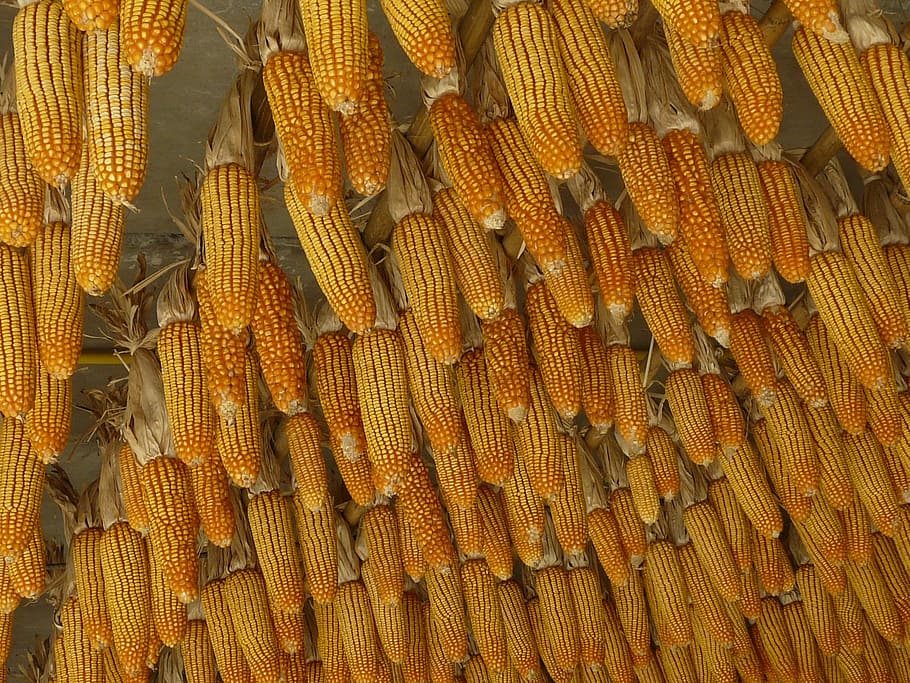 Sweet Corn, Orange, yellow, decoration, abstract, pattern, food HD wallpaper