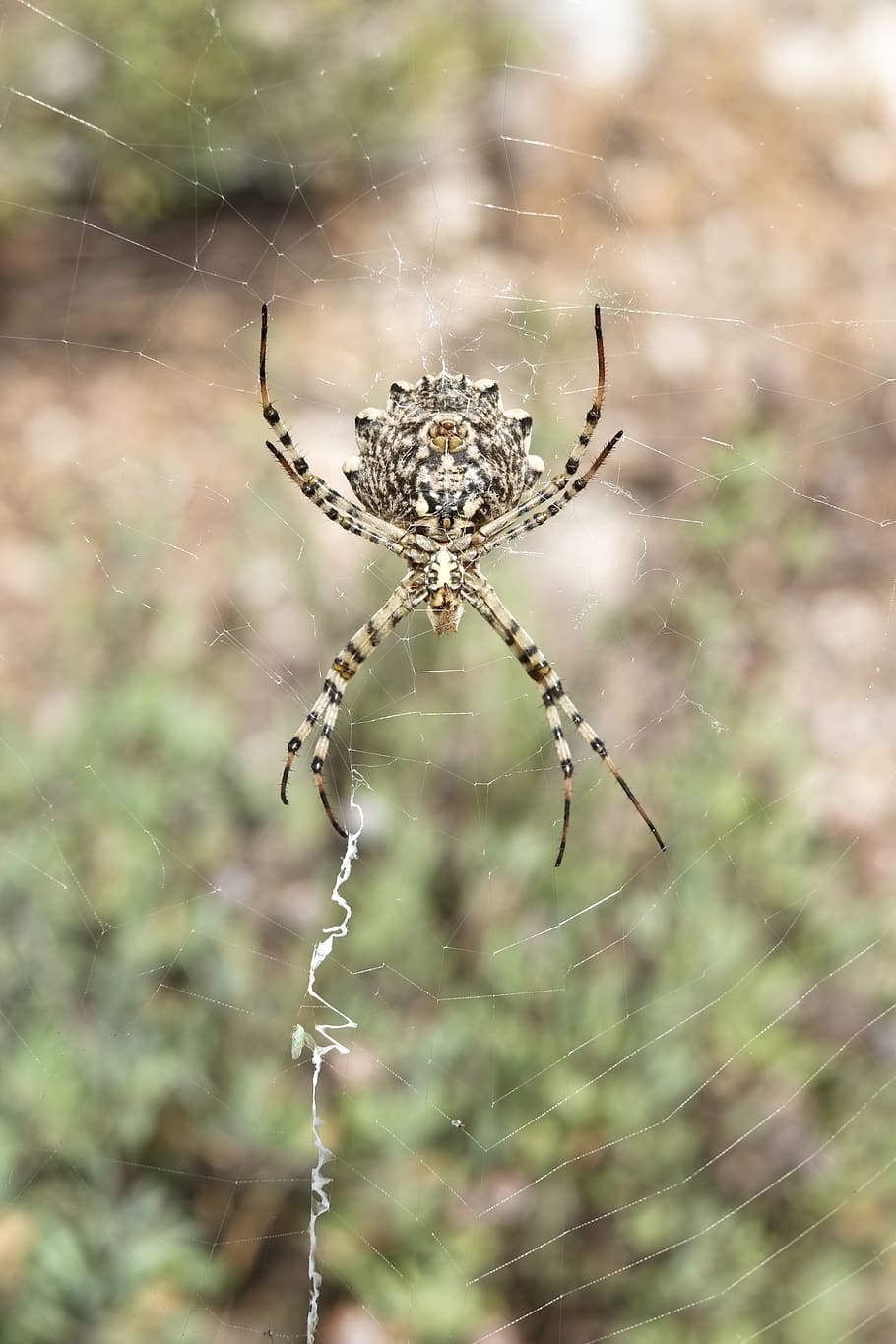 spider, spiderweb, net, insect, nature, danger, creepy, arachnid HD wallpaper