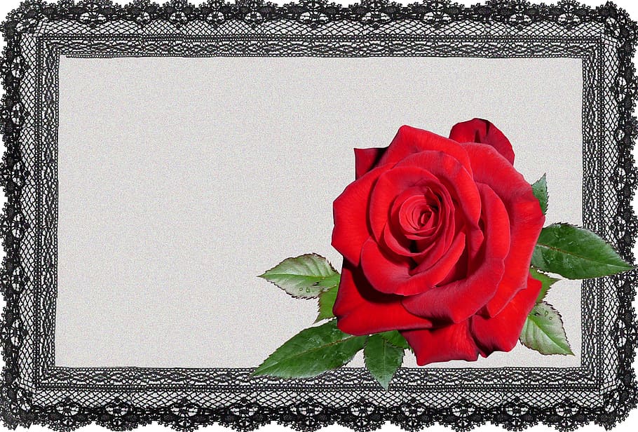 greeting card, lace frame, red rose, rose - flower, flowering plant HD wallpaper