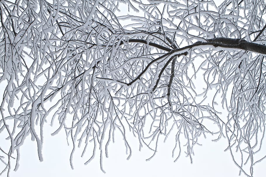 white and brown tree branch illustration, trees, frost, winter HD wallpaper