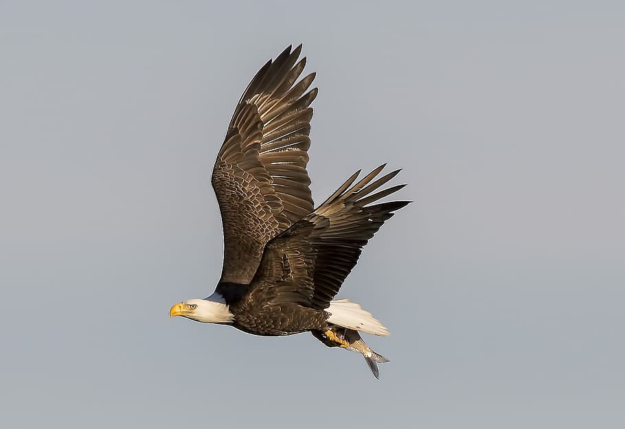 bald eagle flying, bald eagle flying on mid-air, brown, bird HD wallpaper
