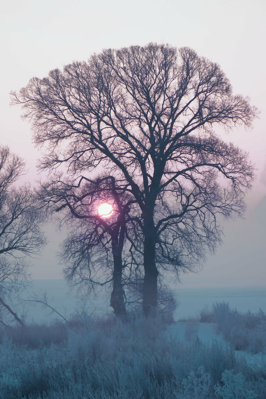 bare tree under cloudy sky, winter, twilight, dark, grey, snow HD wallpaper
