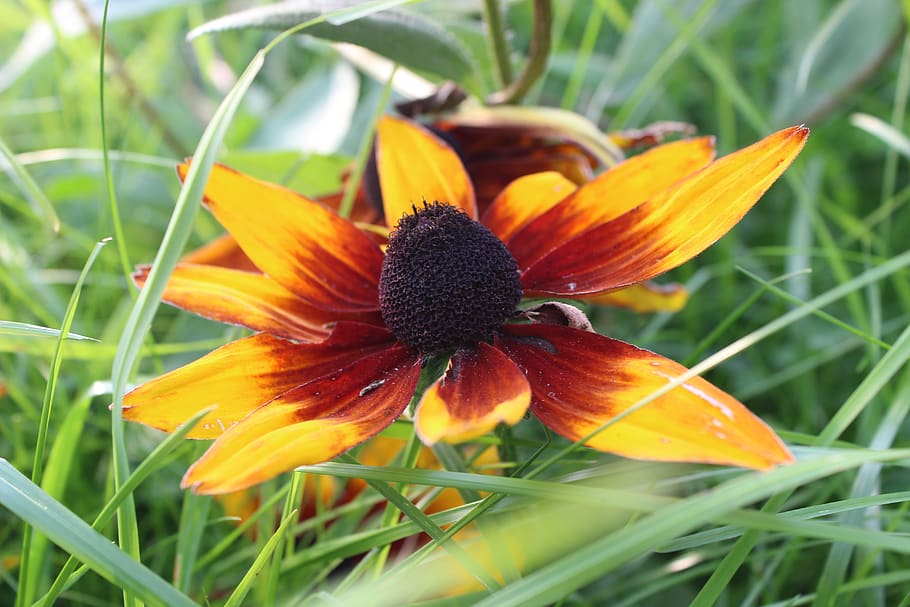 flower, grass, nature, plant, flowering plant, beauty in nature HD wallpaper