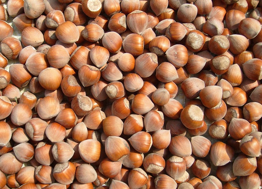 Hazelnut, Christmas, Nuts, food, backgrounds, nature, brown HD wallpaper