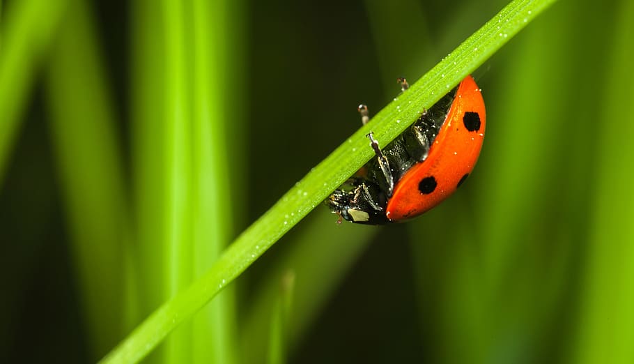 insect, sheet, no one, nature, plant, beetle, ladybug, macro HD wallpaper