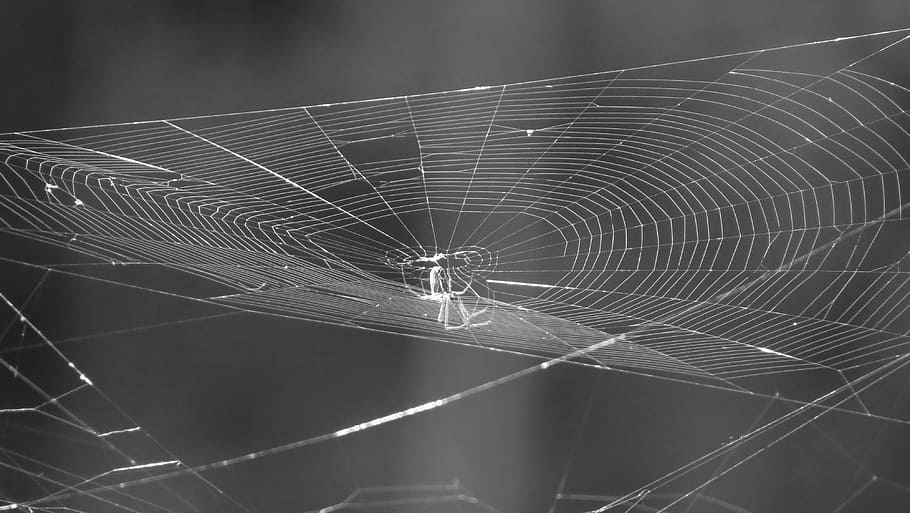 landscape, web, black and white, tissue, spider, spider web HD wallpaper