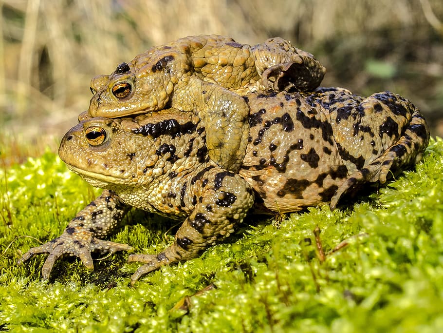 Common Toad, Amphibians, Nature, animal, reptile, animal wildlife HD wallpaper