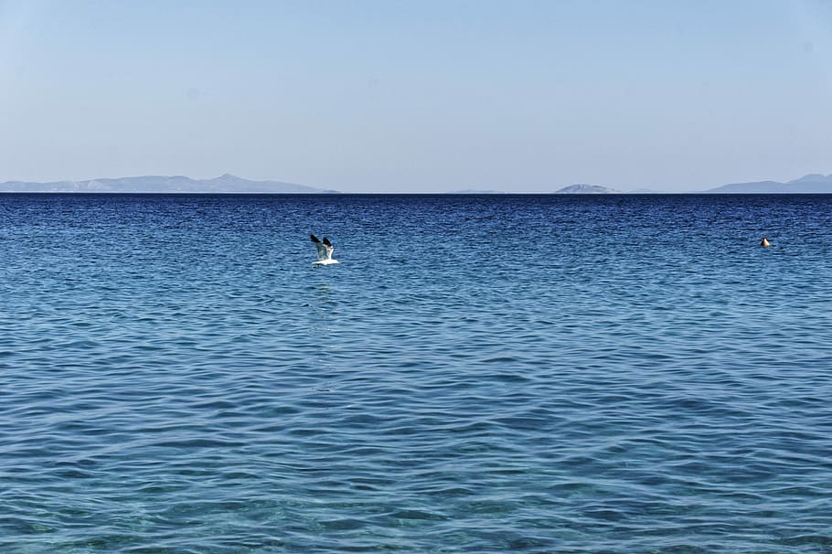 Seagull, Flying, Freedom, Ocean, one animal, animals in the wild HD wallpaper