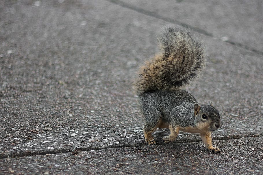 Squirrel, American, Hunts, prisch, search, wilderness, animal HD wallpaper